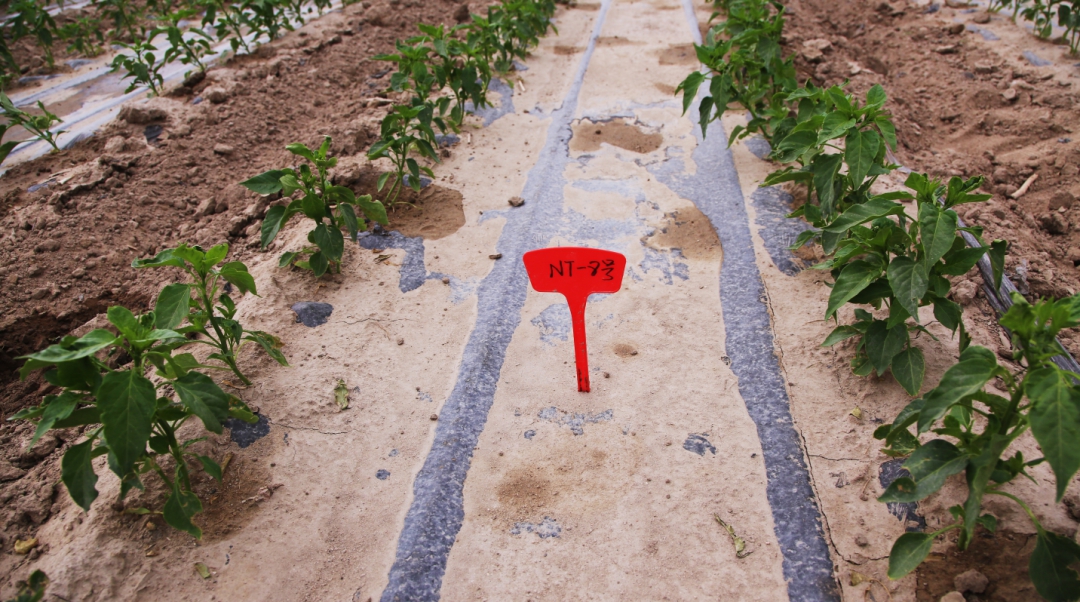 農(nóng)業(yè)科技示范基地 和碩縣鄉(xiāng)村振興的新引擎